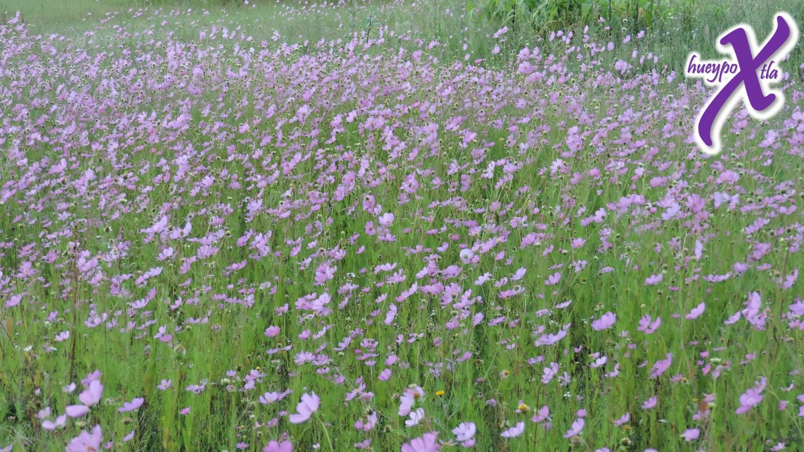 Naturaleza en Hueypoxtla